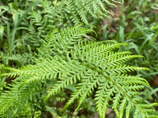 Fresh Green Fern Frond Leaves Close Up Botanical Texture Background © Islam