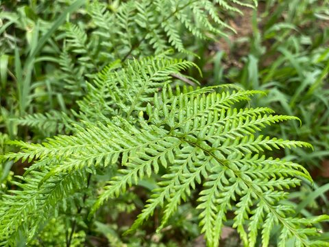 Fresh Green Fern Frond Leaves Close Up Botanical Texture Background