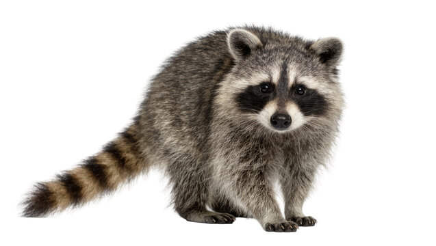 Fluffy raccoon with distinctive black mask and ringed tail, isolated on transparent background