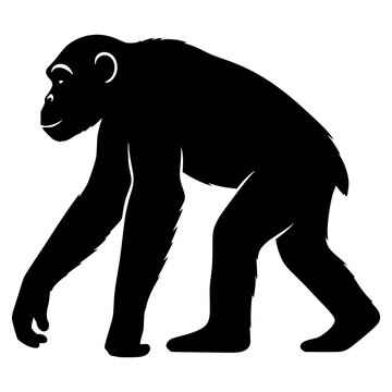 Chimpanzee silhouette.