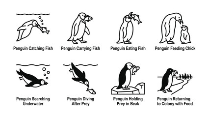 Fototapeta premium Penguin Life Cycle Illustration: A series of eight simple line drawings depicting various stages of a penguin's life, from hunting for food and feeding its chick to returning to the colony.