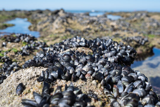  wild black mussel colony attached to rocks at ocean tide pool during low tide