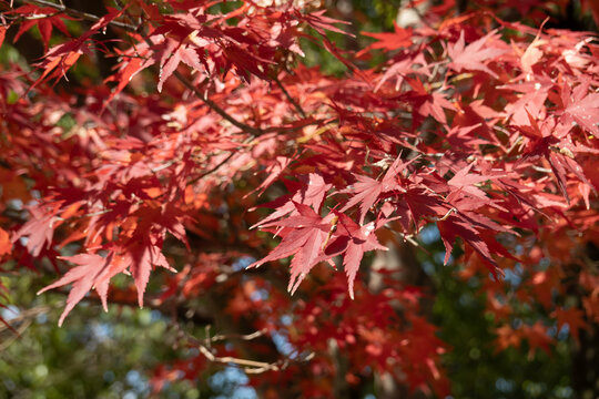 Vivid red maple leaves glowing in bright autumn sunlight with Japanese nature background