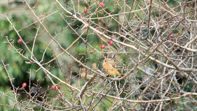 Daurian redstart female perched on bare branches with red berries in winter nature with copy space