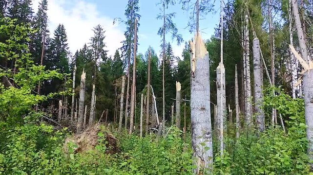 Trees in the forest broken by a hurricane