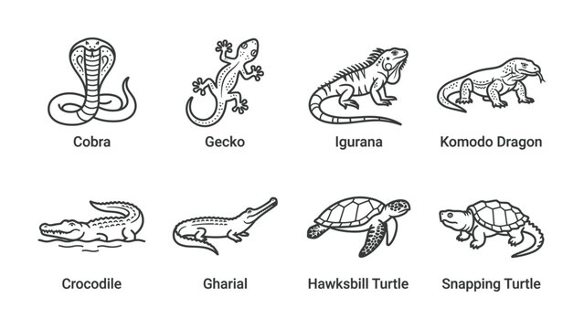 Reptile Collection: A striking collection of eight distinct reptile illustrations, each labeled with its name, showcasing a diverse array of creatures from cobras to turtles.