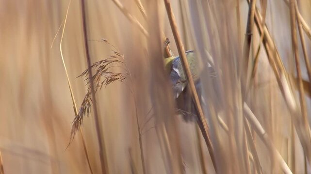 Blue Tit foraging in reeds, sunny autumn morning, wetland songbird feeding behavior, 4K wildlife footage, Germany