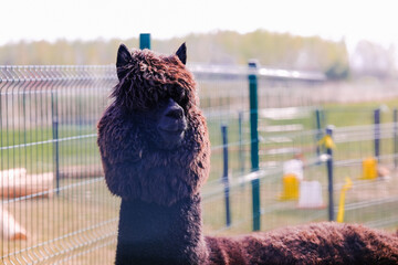 Fototapeta premium Brown alpaca behind metal fence at farm