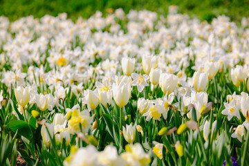 Fototapeta premium White tulips and daffodils blooming in a field of green grass