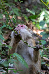 Wild monkey holding a green vine while climbing among lush forest trees. © wannasak