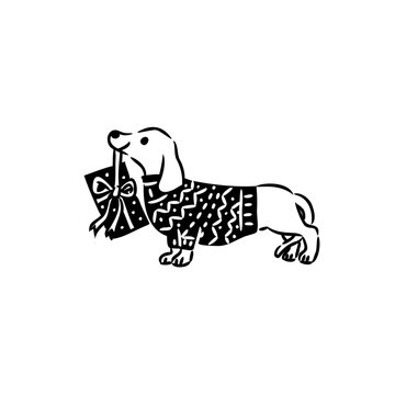  Dachshund Dog wearing Red Christmas Sweater and Scarf