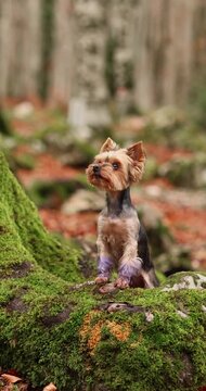 Yorkshire Terrier sits on a mossy woodland floor surrounded by warm seasonal foliage. Vertical footage highlights the small dog during a peaceful fall outdoor adventure.