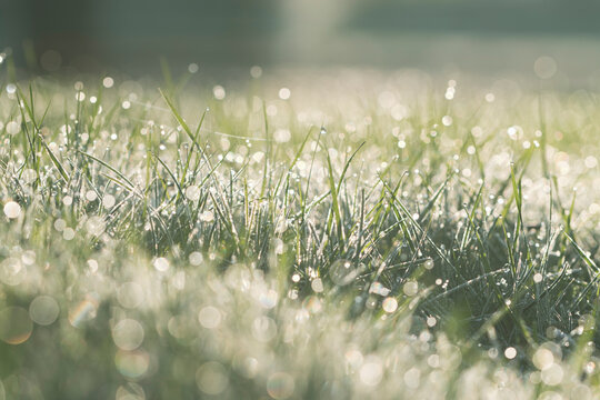 Green grass blades covered with morning dew drops and beautiful bokeh