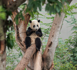 Giant pandas eating bamboo in the forest © lzf