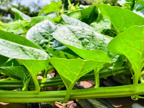 Malabar spinach (Basella alba), a fast-growing, tropical leafy green vegetable with thick, glossy green leaves and succulent stems grown organically