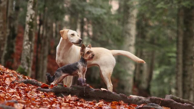 Mixed breed dog moves over a fallen tree surrounded by warm woodland foliage. Dynamic fall footage captures canine exercise, exploration and seasonal outdoor adventure.