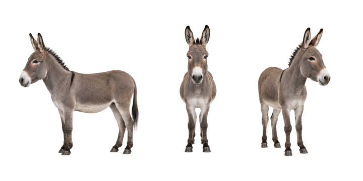 Three gray domestic donkey poses showing side, front, and three-quarter views, isolated on a clean white background for animal, farming, and agricultural concepts.