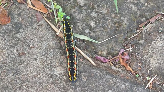 Hawk moth walking 