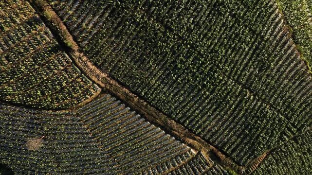 Aerial view of Glapansari Tobacco Plantation in Indonesia.