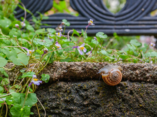 Cute snail and flowers on a garden wall © enginakyurt