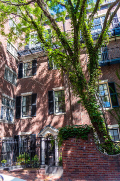 Boston brick townhouse with ivy-covered tree and iron fence courtyard