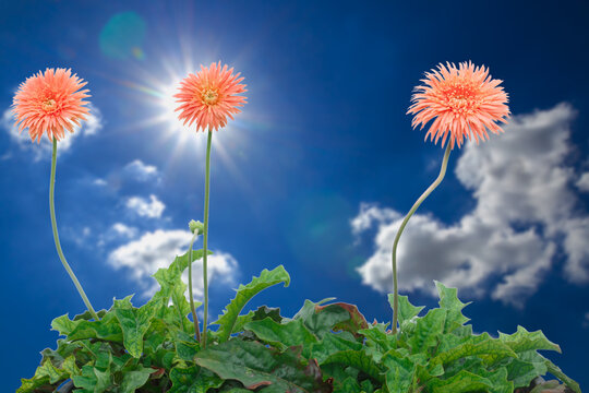 Orange  Gerbera flowers on cloud sky and sunlight background.