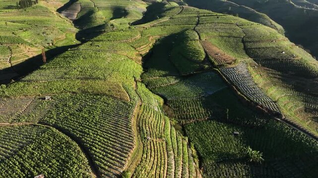 Aerial view of Glapansari Tobacco Plantation in Indonesia.