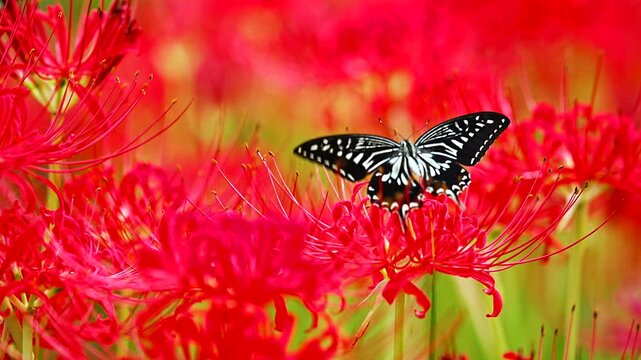 Japanese swallowtail butterfly sipping nectar from red spider lily (Lycoris radiata) 