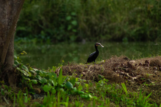 Cormoran aquatique en Afrique de l'ouest au B&eacute;nin dans un &eacute;tang. Il est en train de manger le poisson qu'il vient de p&ecirc;cher