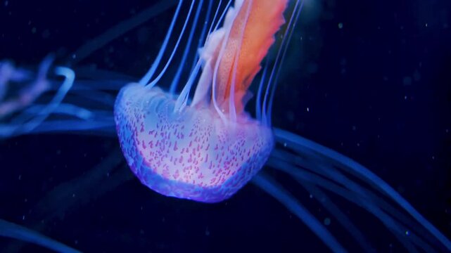 4K Video of a jellyfish drifting gracefully through blue ocean water, highlighting its delicate body and flowing tentacles.