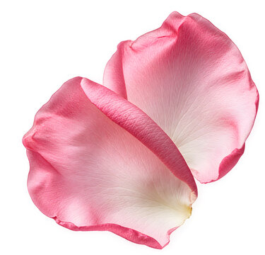 Fresh Pink Rose Petals Isolated on Transparent Background