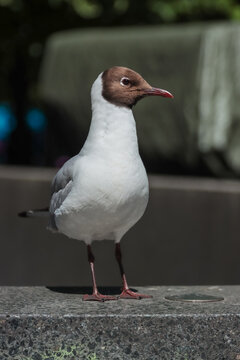 Black-headed Gull (Chroicocephalus ridibundus also Larus ridibundus). In their summer plumage adults have dark brown heads, legs are red (adults) or pinkish (juveniles). Their beaks are red. 