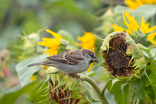 Sparrows search for seeds in sunflowers in August. A beautiful little male sparrow (Passer domesticus). Once very common, the sparrow is now an endangered bird in Finland.