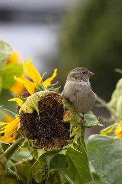 Sparrows search for seeds in sunflowers in August. A beautiful little female sparrow (Passer domesticus). Once very common, the sparrow is now an endangered bird in Finland.