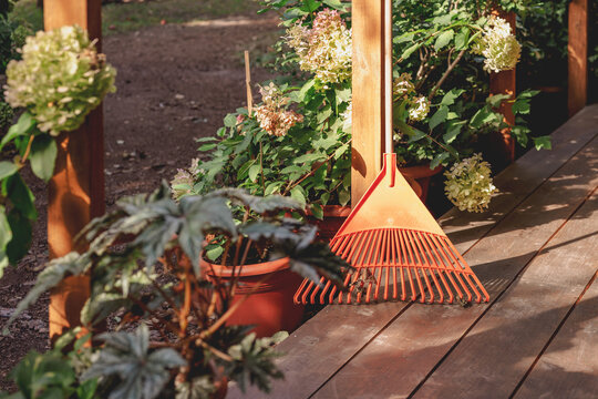 Garden rake and potted hydrangeas on a wooden terrace