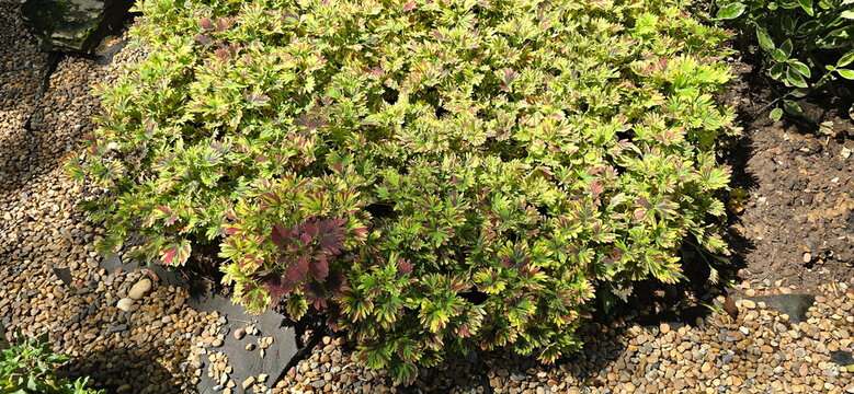 The Coleus plants are arranged neatly along the gravel path in beautiful light brown tone. They are small, herbaceous shrubs notable for their leaves which display wide variety of colors and patterns.