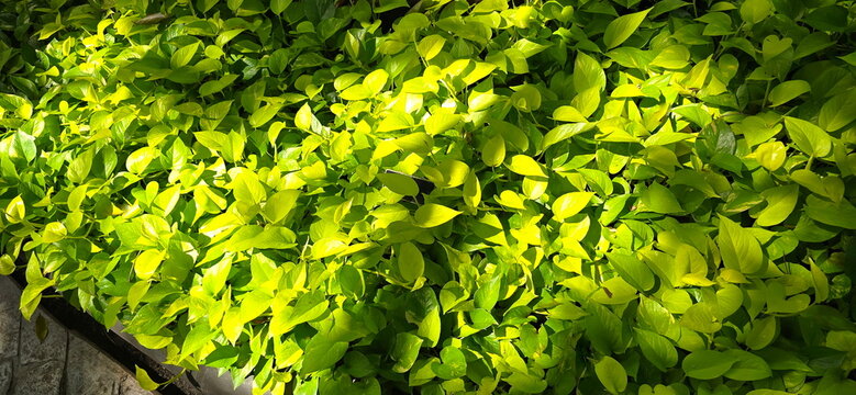 Golden Pothos grown in a sunny garden. It features heart-shaped leaves in a light lime-green or bright neon-yellow hue. Epipremnum aureum 'Neon' is a popular trailing plant. Devil's Ivy. Money Plant
