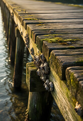 Fototapeta premium Marine ecosystem and coastal decay, barnacles on weathered wooden pier piling with moss in calm water at sunset for environmental and nature background