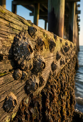 Fototapeta premium Marine ecosystem and coastal biodiversity, barnacles attached to weathered wooden pier piling in ocean water at sunset for environmental conservation