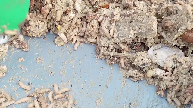 Maggots are the larvae of the black soldier fly (*Hermatia illucens*) and are effective at decomposing organic waste. They can be cultivated due to their economic value as animal feed.