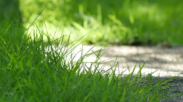 Sunlit Green Grass Meadow with Small Wildflower Stem and Soft Bokeh