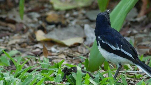 Adult Male Oriental Magpie Robin Standing on Gravel with Black and White Plumage