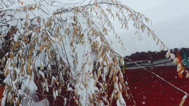 4K Closeup shot of dried yellow leaves of a tree during the snowfall in winter season as seen at Keylong in Lahaul and Spiti district, Himachal Pradesh, India. Scenic natural snowfall background.
