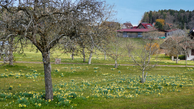 Osterglocken / Sternenblumen am Sternweg in Gaugenwald, Nordschwarzwald	