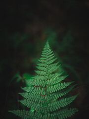green fern leaves © Elena