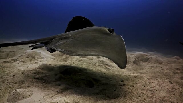 4K Video of a manta ray gliding peacefully through blue ocean water, capturing graceful underwater marine wildlife.