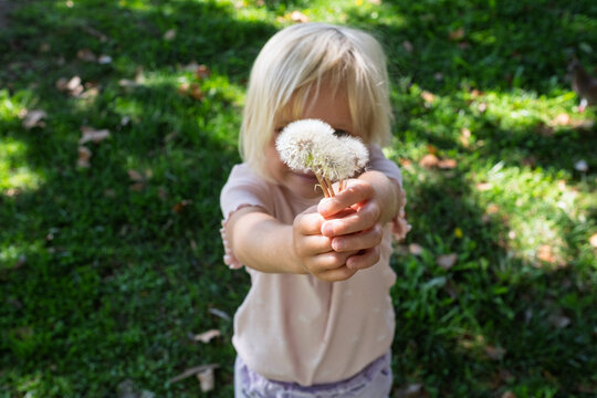girl holding out fluffy dandelion flowers towards camera on sunny green lawn