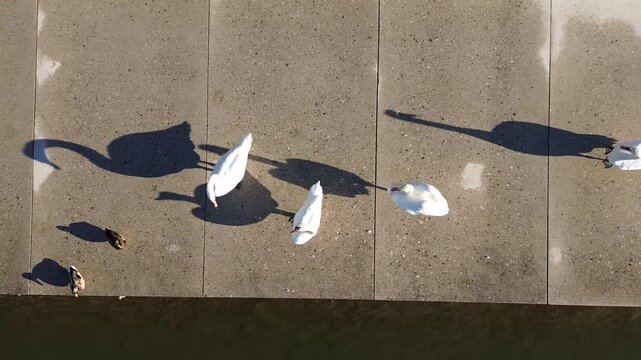 Maribor, Slovenia: Mute swans walking along the Lent waterfront on the Drava River, casting long shadows on the pavement in bright sunlight.