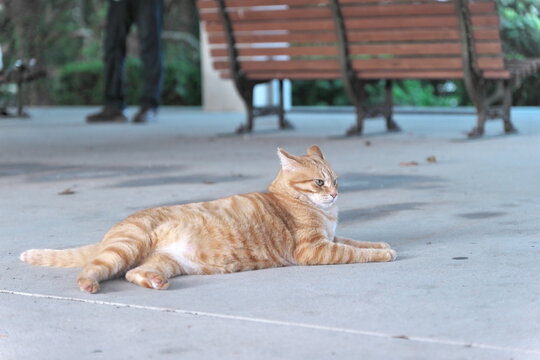 Ginger tabby cat relaxing on sidewalk at park