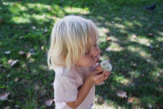 girl holding out fluffy dandelion flowers towards camera on sunny green lawn